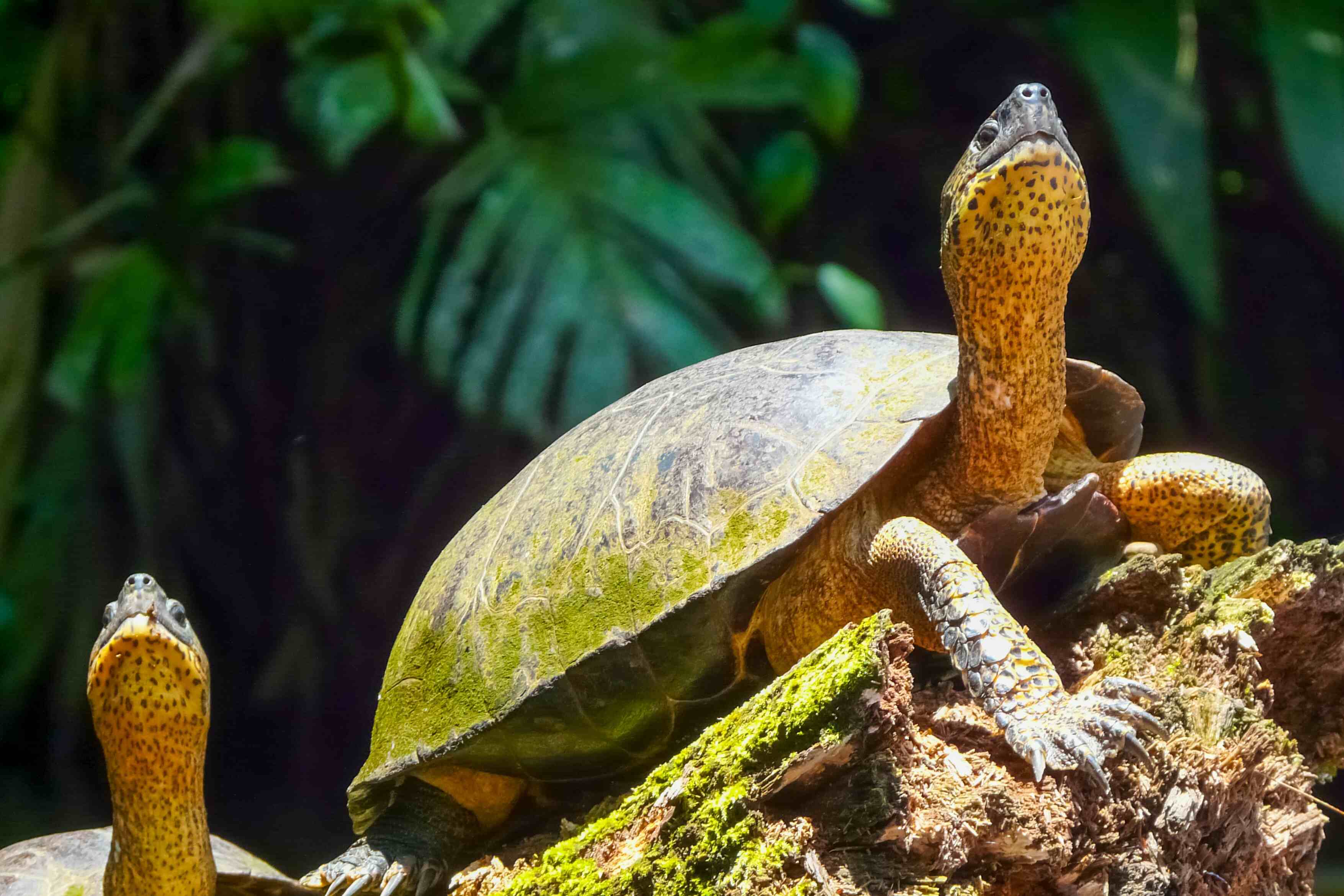 costa-rica-turtle