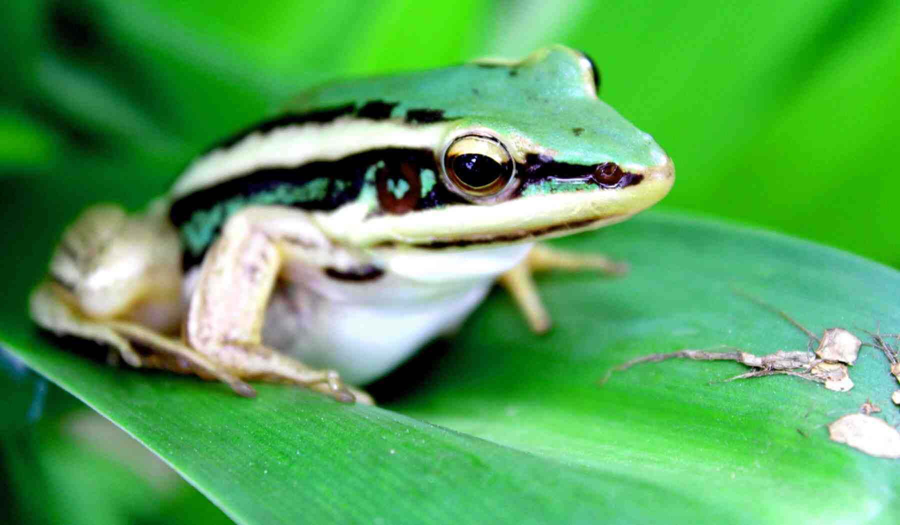 Ein Frosch in der Nahaufnahme