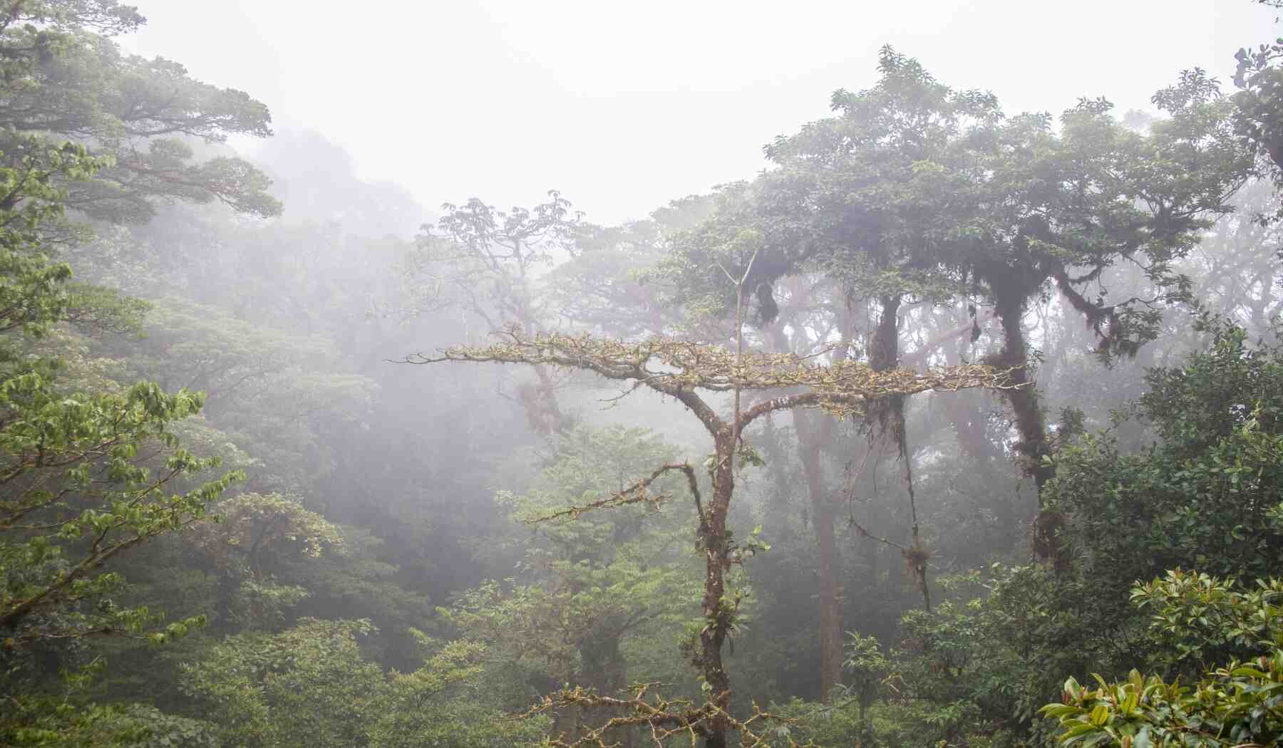 Monteverde Nebelwald