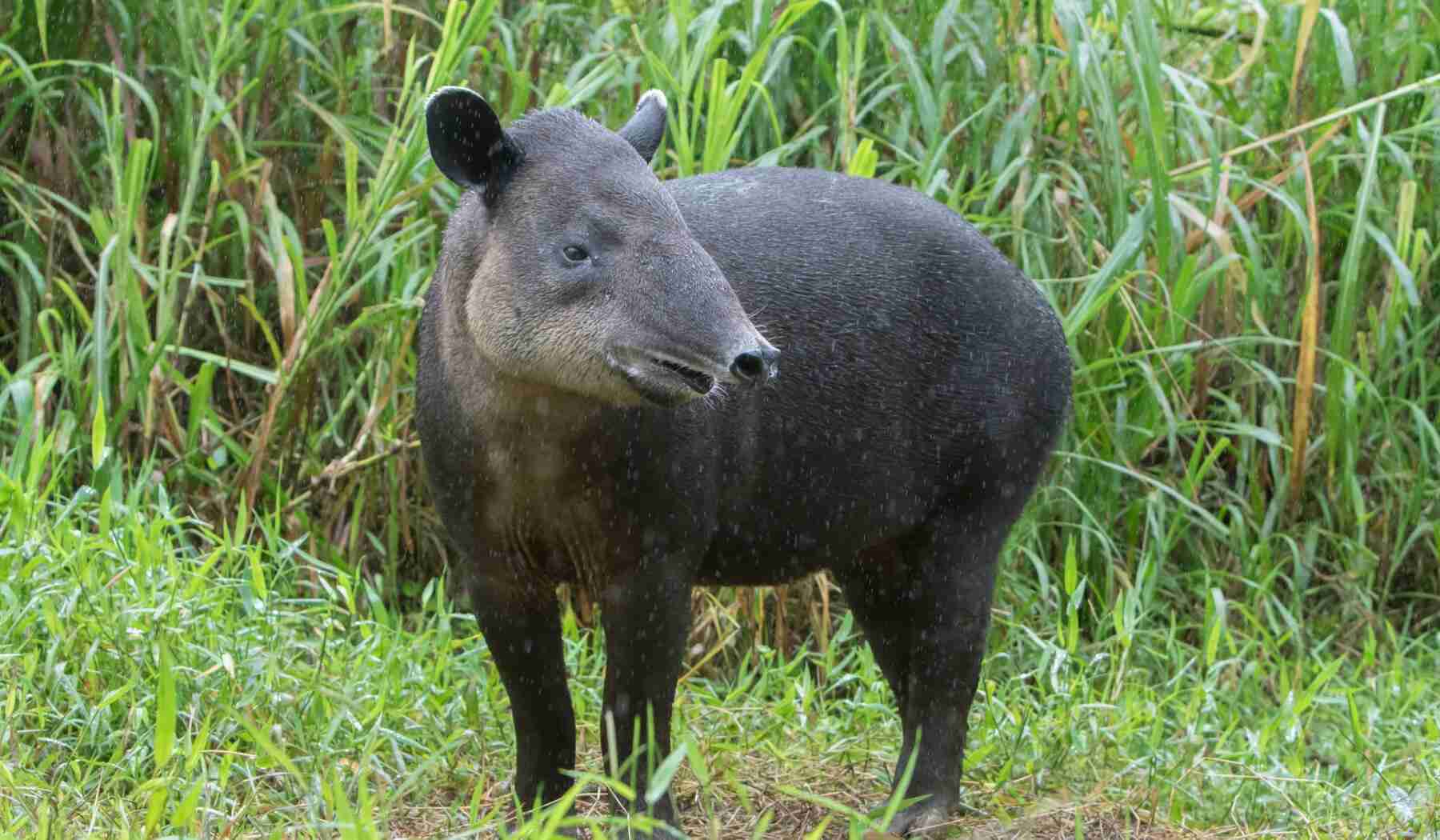 Tapir Costa Rica