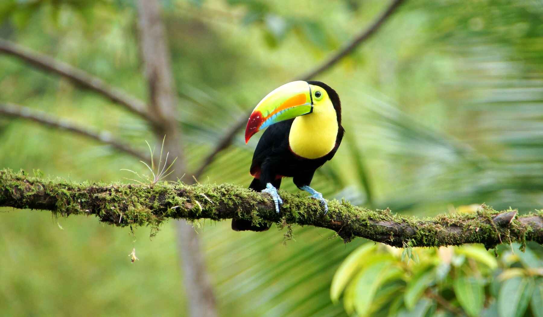 Tukan Costa Rica