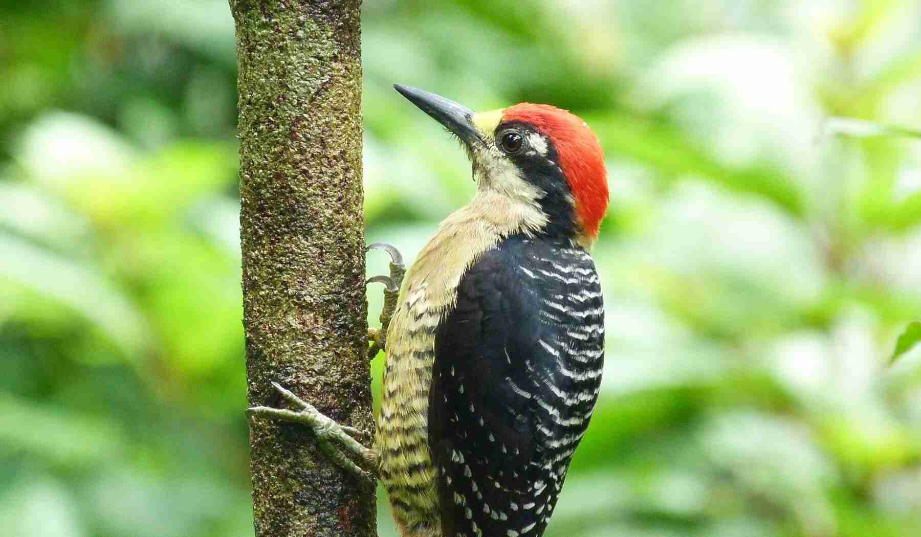 Buntkopfspecht Costa Rica