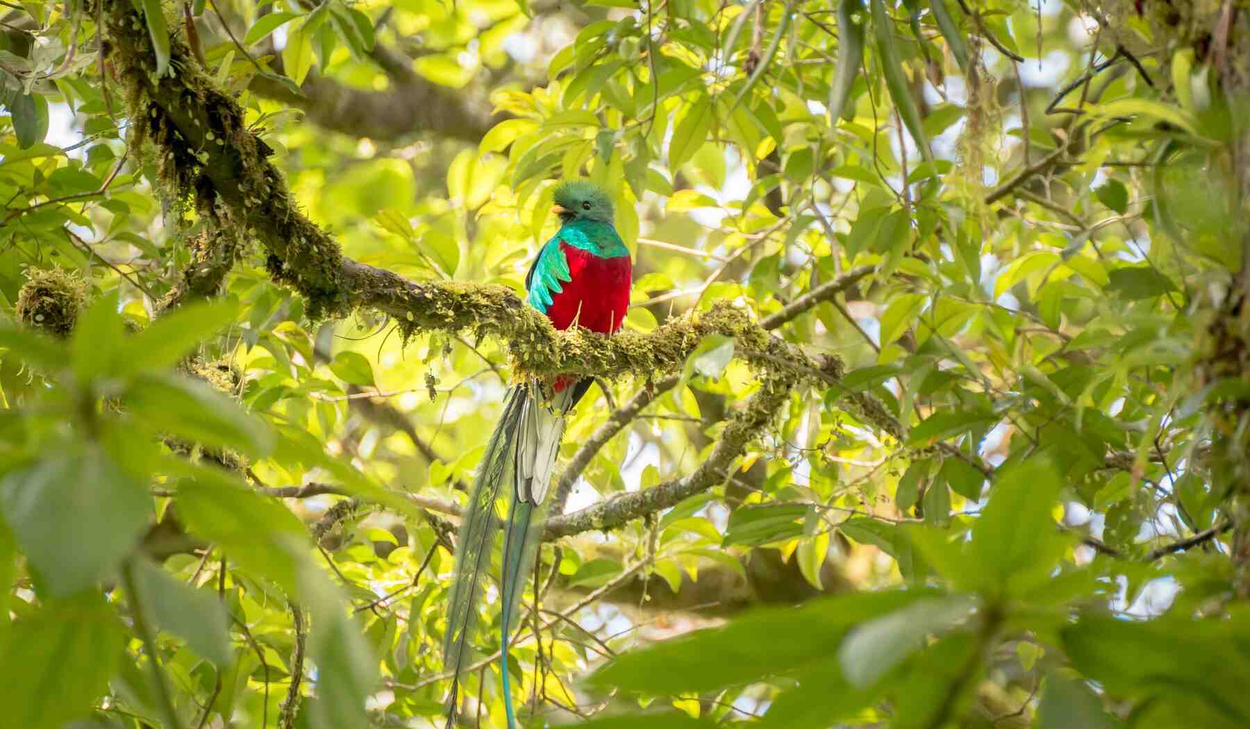 Quetzal Costa Rica