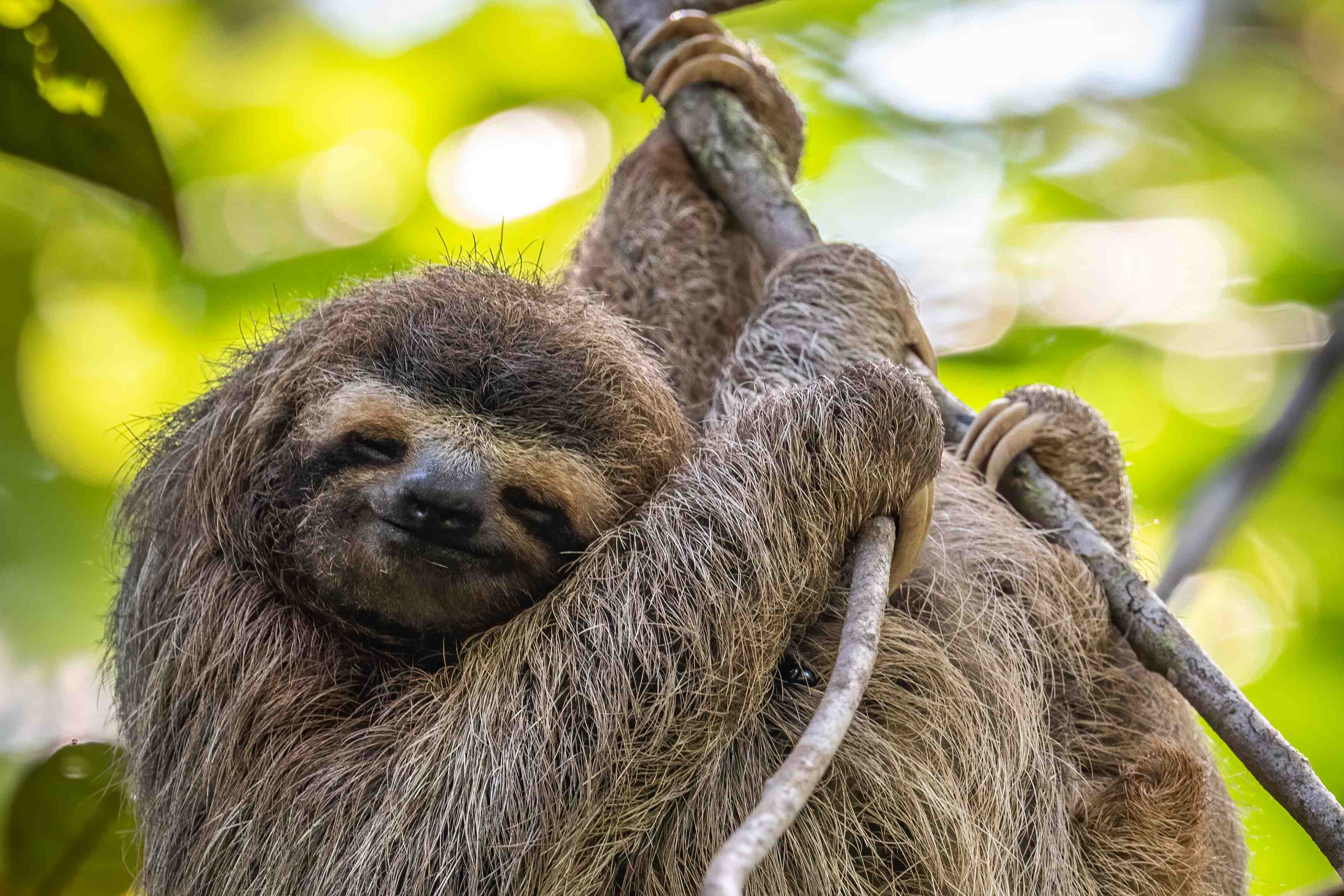 costa-rica-animals