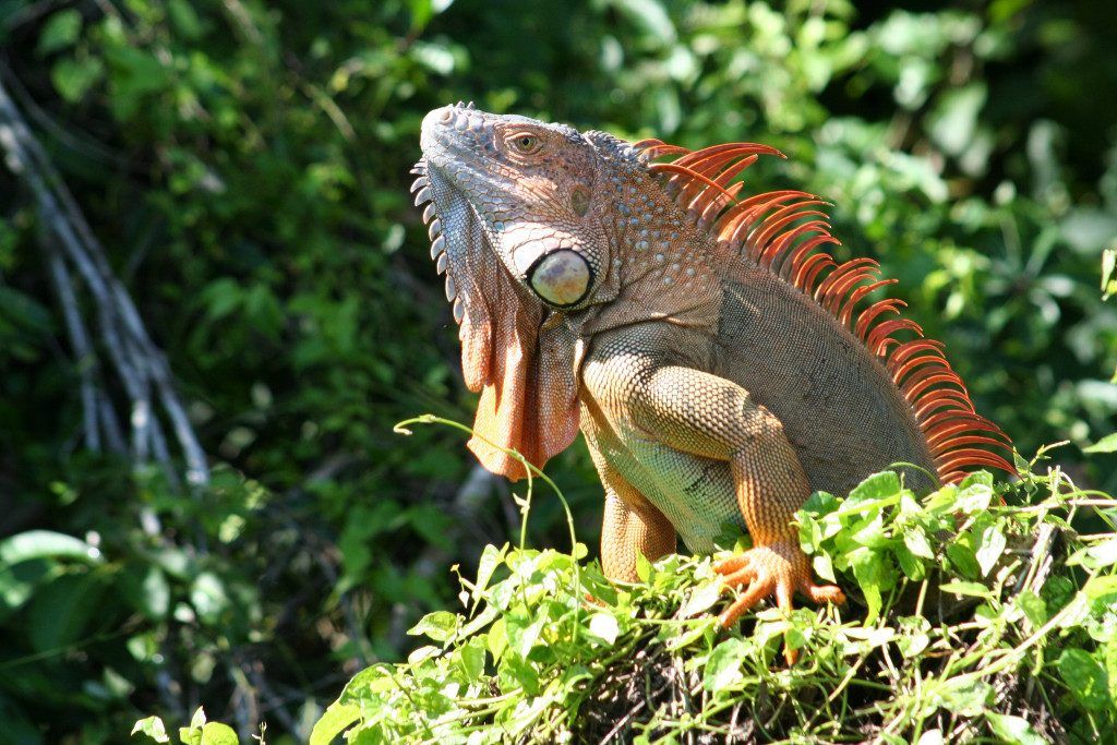 10 Tiere, die man in Costa Rica unbedingt gesehen haben muss
