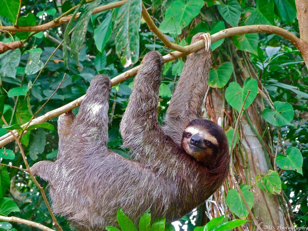 10 Tiere, die man in Costa Rica unbedingt gesehen haben muss