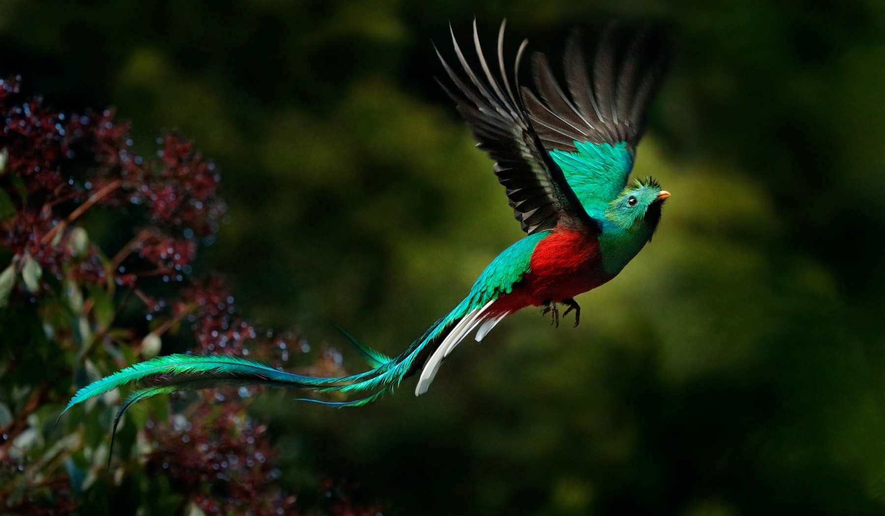Quetzal Vogel