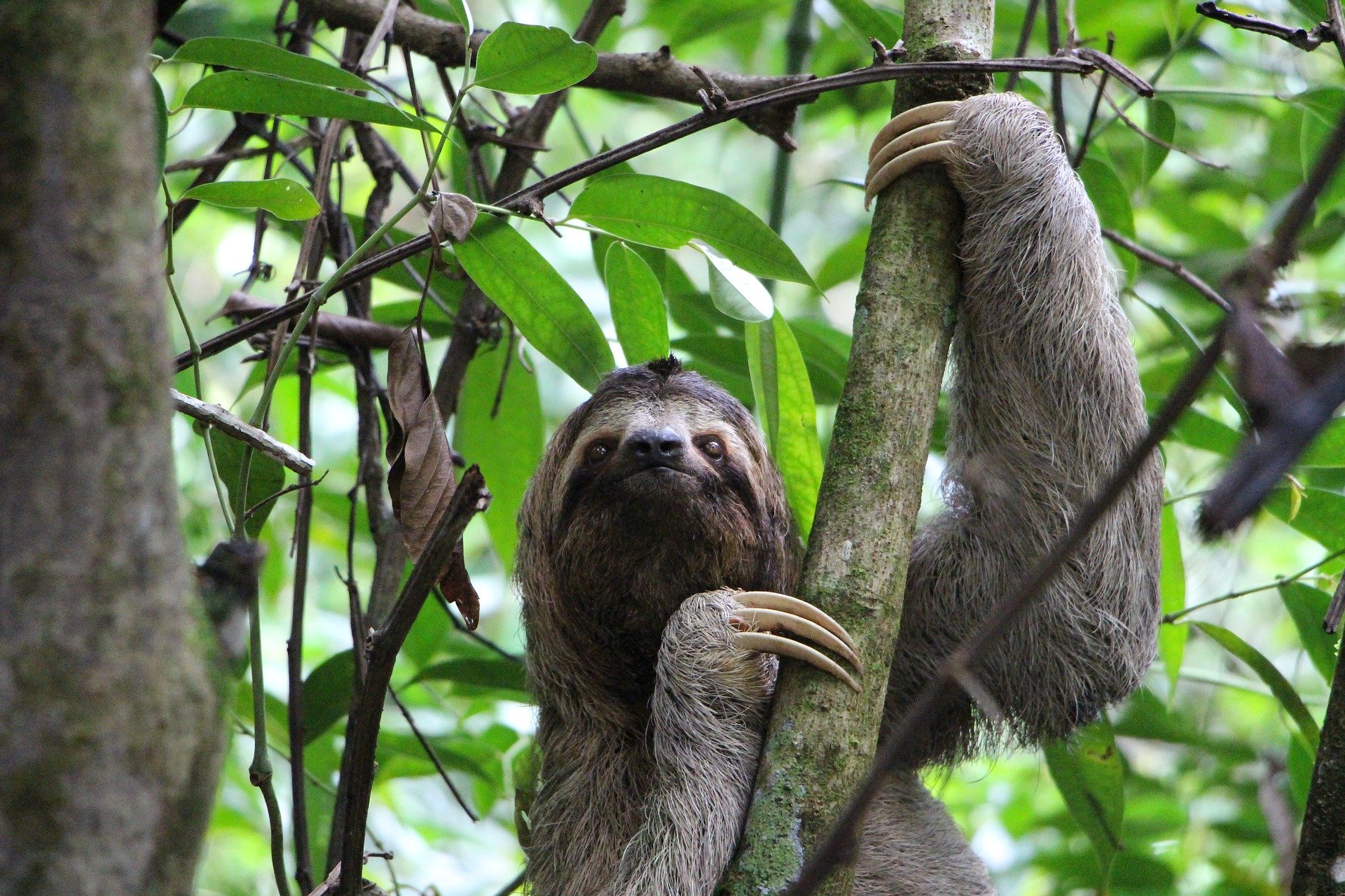 Die drei UNESCO-Welterbe-Nationalparks in Costa Rica und ihre Relevanz für die Biodiversität