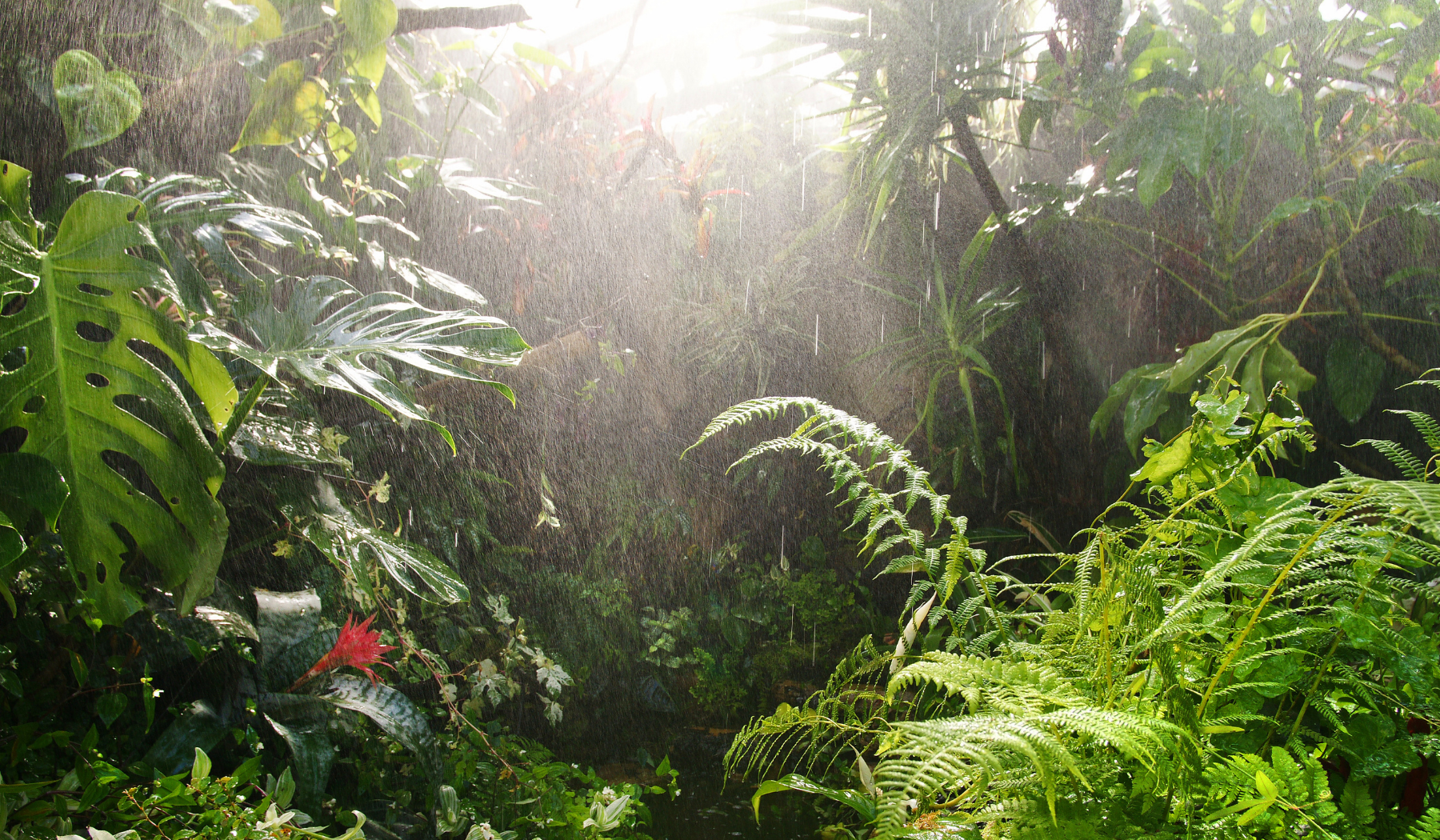 tropical-forest-mesoamerica-BP